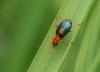 Brachinus sclopeta
